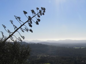 IMG_4406 (Medium)